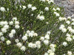 Microcybe multiflora baccharoides