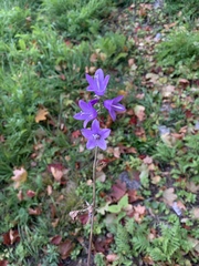 Campanula rapunculoides