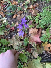 Campanula rapunculoides