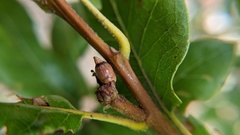 Callirhytis carmelensis