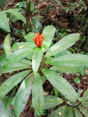 Costus curvibracteatus