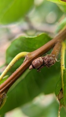 Callirhytis carmelensis