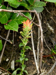 Castilleja litoralis