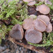 Tatraea dumbirensis - Photo (c) Nicolas Van Vooren, μερικά δικαιώματα διατηρούνται (CC BY-NC), uploaded by Nicolas Van Vooren