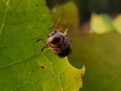 Cryptocephalus mutabilis