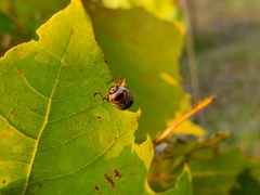 Cryptocephalus mutabilis