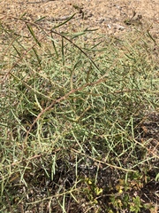 Acacia victoriae