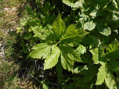 Peucedanum ostruthium