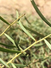 Acacia victoriae