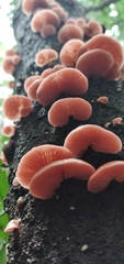 Crepidotus roseus