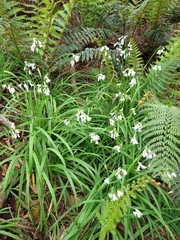Allium triquetrum