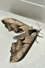 Smerinthus saliceti
