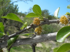 Pisonia flavescens