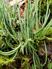 Cladonia maxima