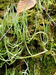 Cladonia maxima