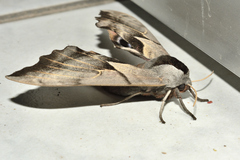 Smerinthus saliceti