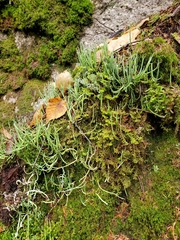 Cladonia maxima