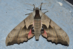 Smerinthus saliceti
