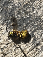 Vespula germanica
