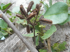 Pisonia flavescens