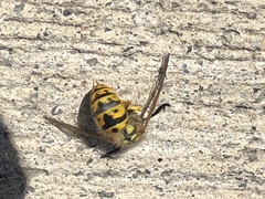 Vespula germanica