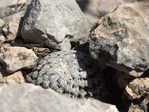 Turbinicarpus valdezianus