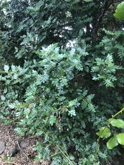 Weinmannia trichosperma