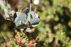 Eucalyptus coccifera