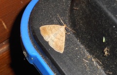 Zanclognatha jacchusalis
