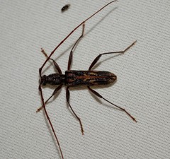 Aesiotyche favosa