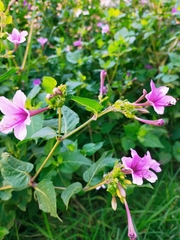 Mirabilis jalapa