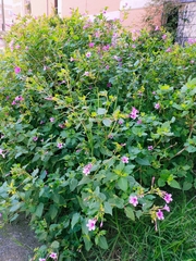 Mirabilis jalapa