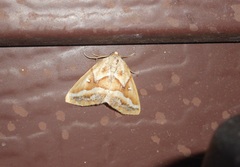 Caripeta angustiorata