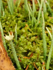 Cladonia maxima