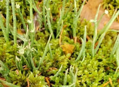 Cladonia maxima