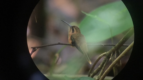 Phaethornis striigularis