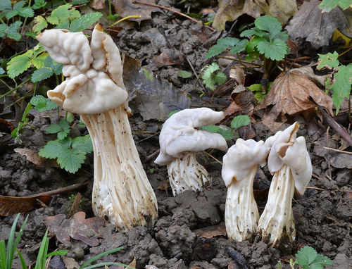 Garbanotoji alvytė nuotrauka