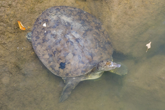 Apalone spinifera spinifera