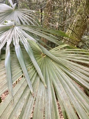Trachycarpus fortunei