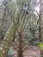 Trachycarpus fortunei