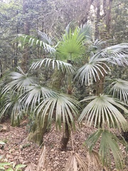 Trachycarpus fortunei