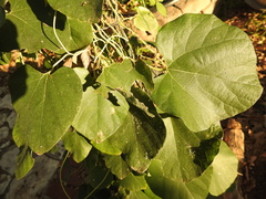Aristolochia tomentosa
