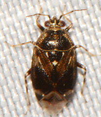 Deraeocoris nebulosus