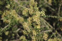 Mulguraea ligustrina