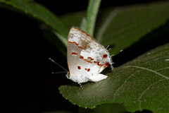 Ministrymon megacles