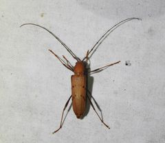 Kurandanus maculosus