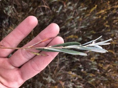 Andromeda polifolia latifolia