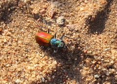 Cicindela scutellaris scutellaris