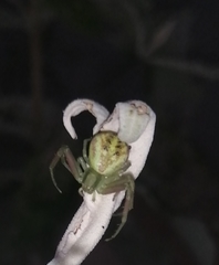 Misumenoides formosipes