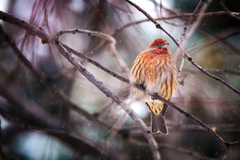 Haemorhous mexicanus